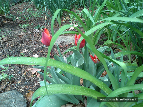 photo 79401