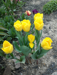 photo 79453