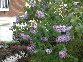 photo 79454