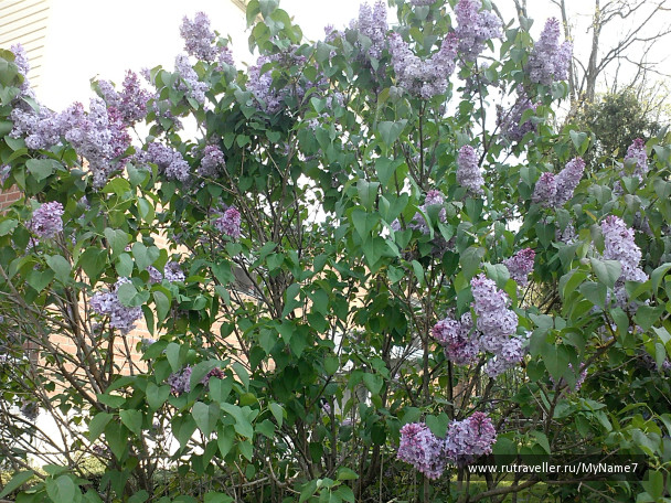 photo 79455