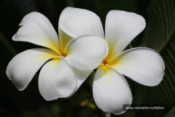 photo 987669