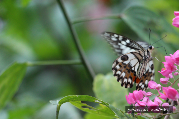 photo 987681