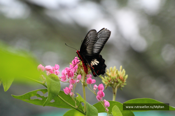 photo 987682