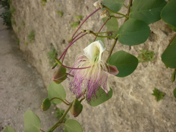 photo 445262