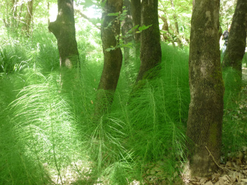 photo 445287