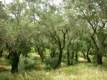 photo 417821