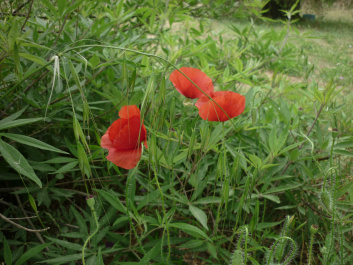 photo 418121