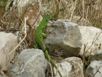 photo 418167