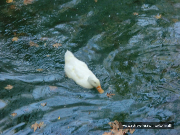 photo 37222