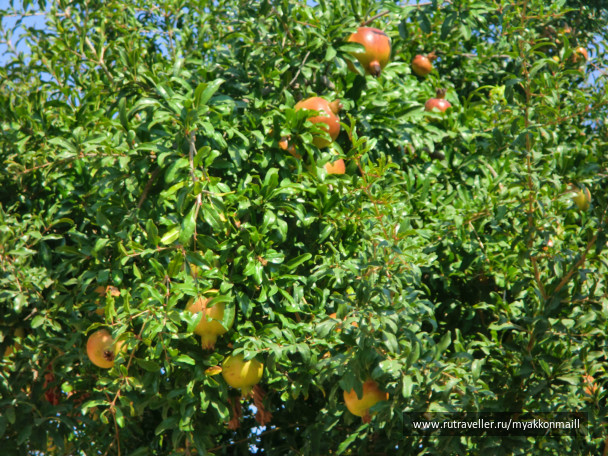 photo 37223
