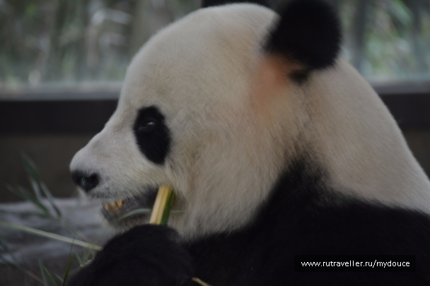 photo 1520305