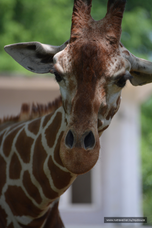 photo 1520309