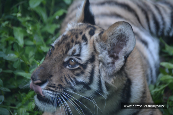 photo 1520311