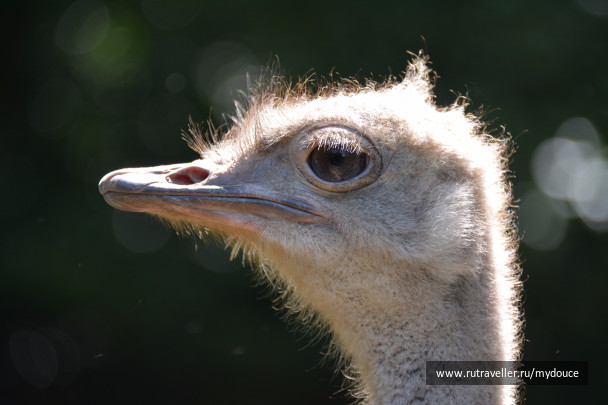 photo 1520312