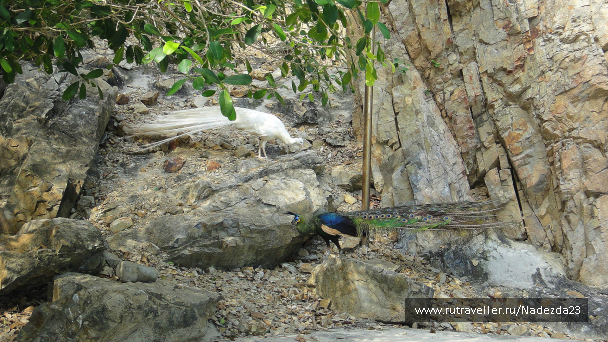 photo 666753