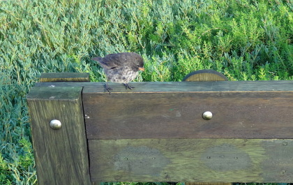 photo 1310376