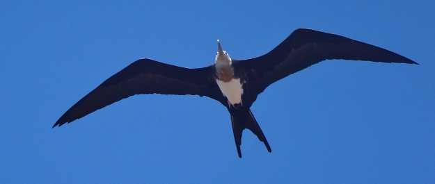 photo 946549