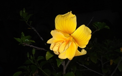 photo 955020