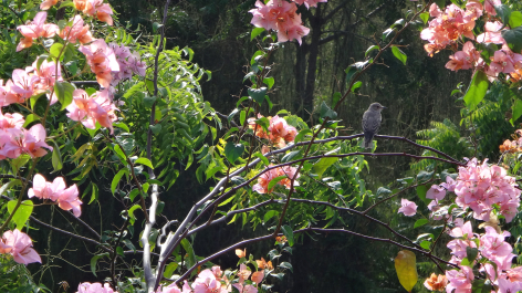 photo 1224403