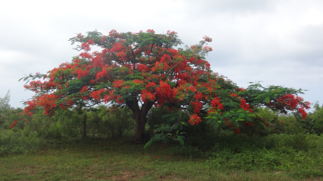 photo 1225354