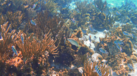 photo 1455560