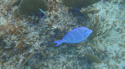 photo 1453594