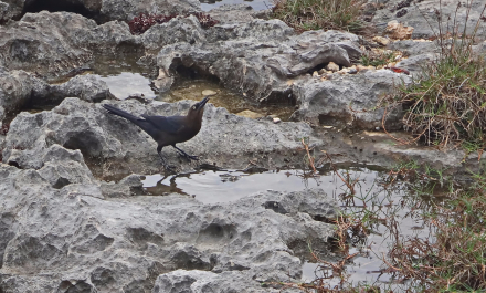 photo 1464791