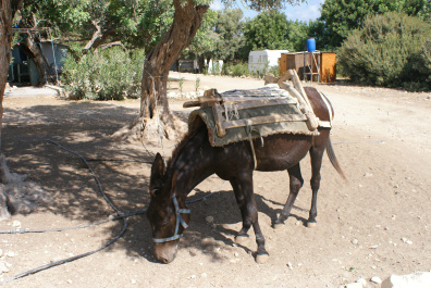photo 168368