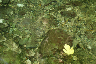 photo 168372