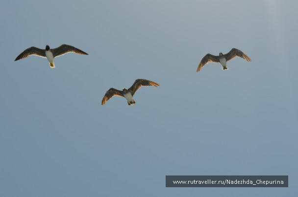 photo 145082