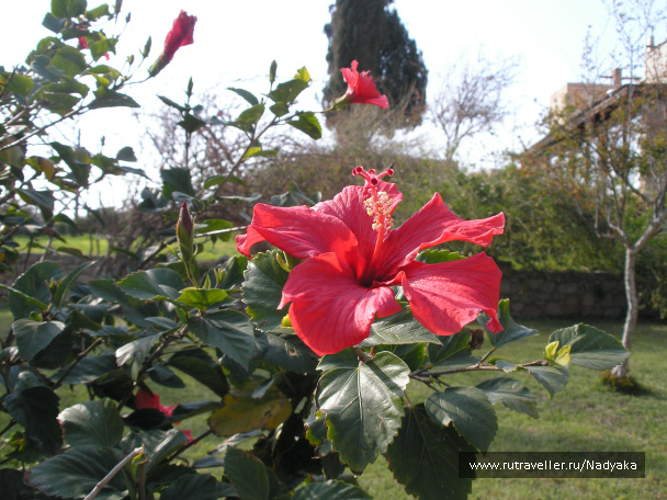 photo 77215