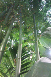 photo 204077
