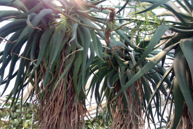 photo 204082