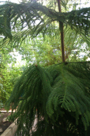 photo 204086