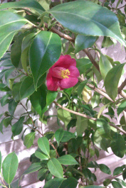 photo 204087
