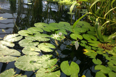 photo 204090