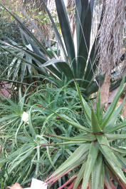 photo 204101