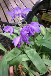 photo 204105
