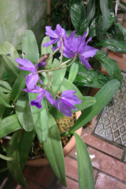 photo 204106