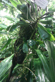 photo 204107