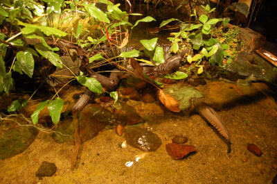 photo 225972