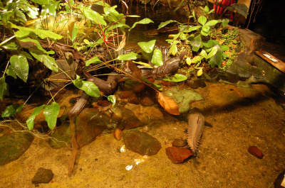 photo 225973