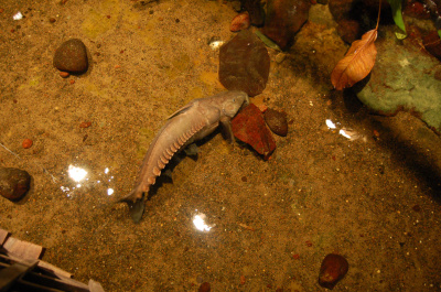 photo 225975