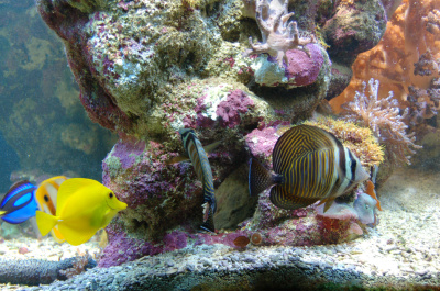 photo 225986