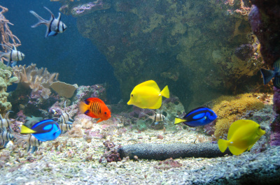 photo 225988