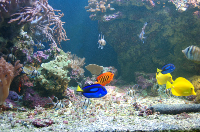 photo 225989