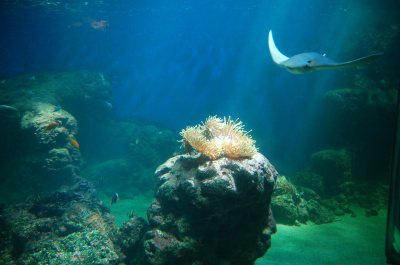 photo 225992
