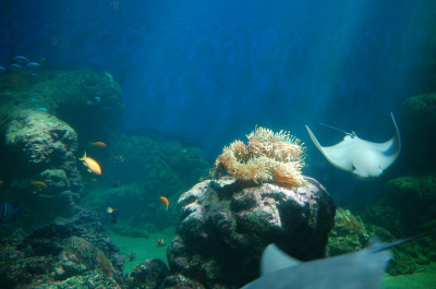 photo 225993