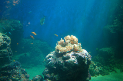 photo 225994