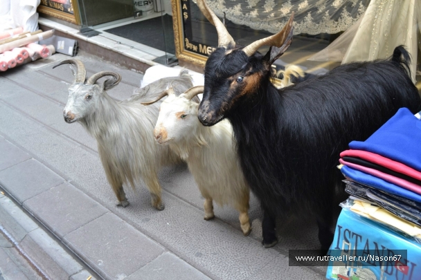 photo 743334